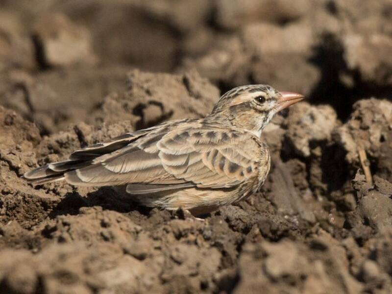 Pink-billed Lark, Photos 2