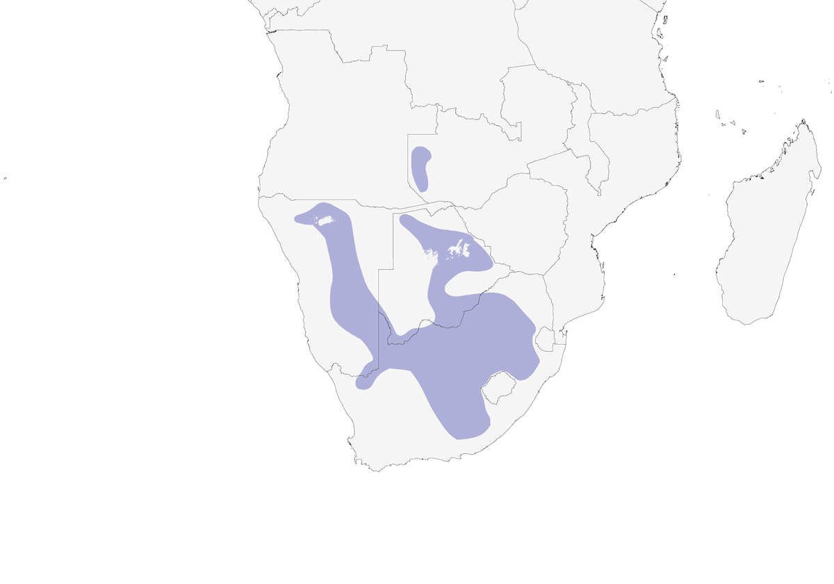 Pink-billed Lark, Distribution 1