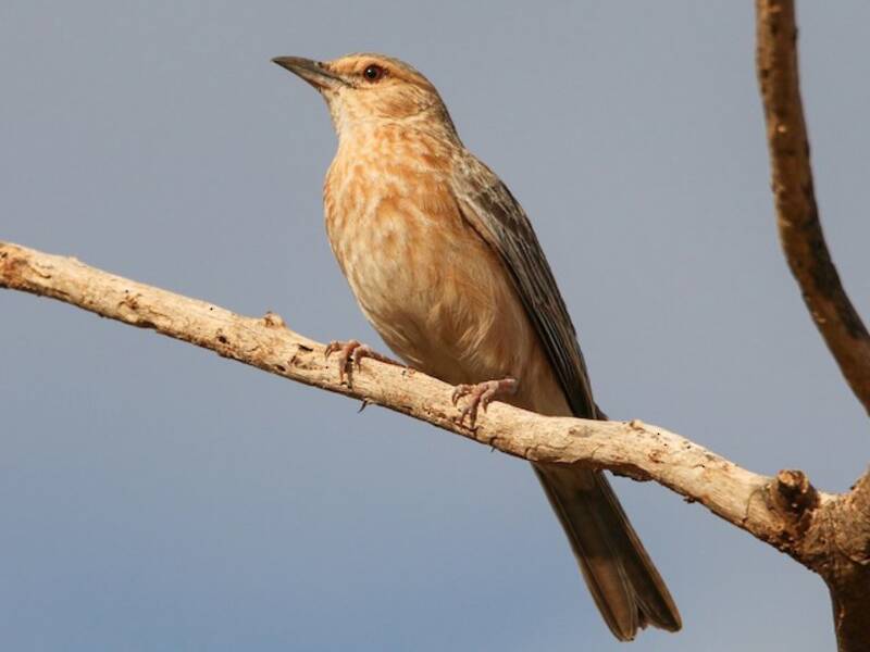 Pink-breasted Lark, 照片 3