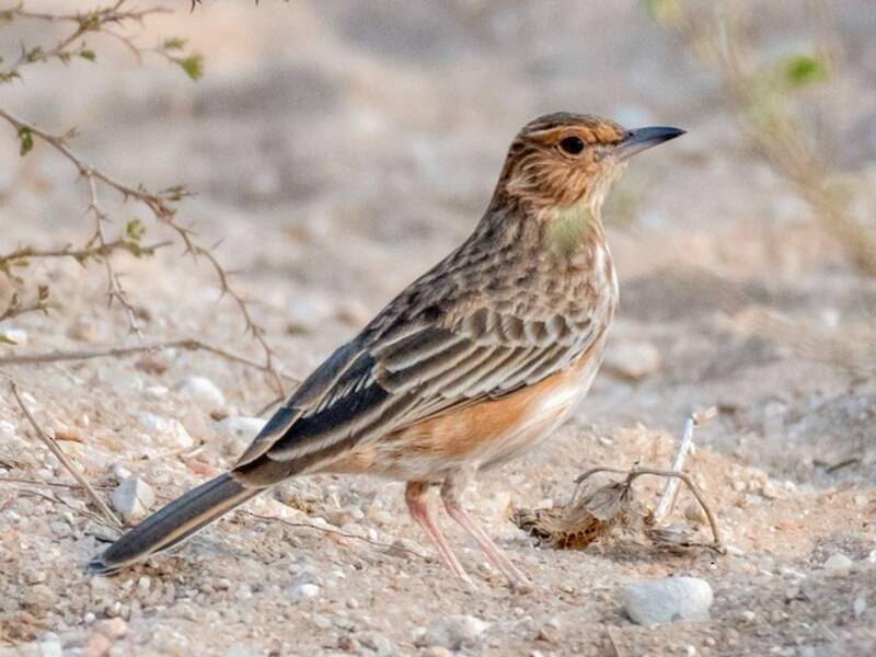 Pink-breasted Lark, 照片 4