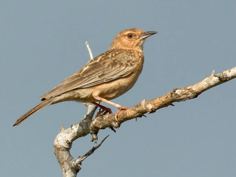 Pink-breasted Lark