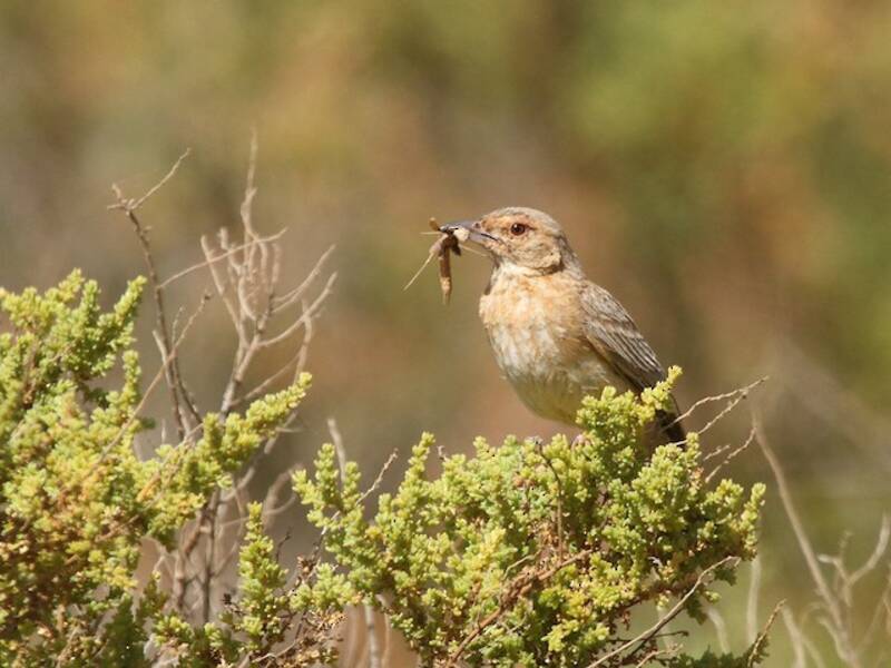 Pink-breasted Lark, 照片 2