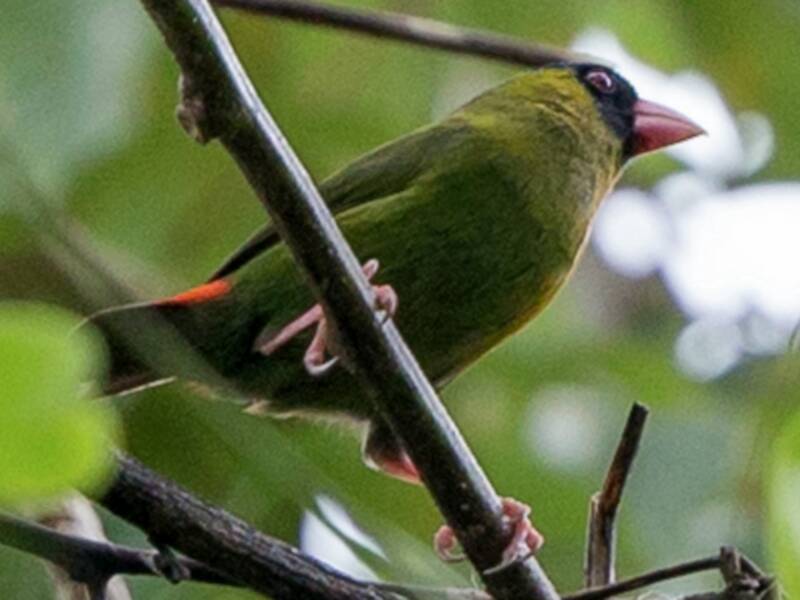 Pink-billed Parrotfinch, Photos 2