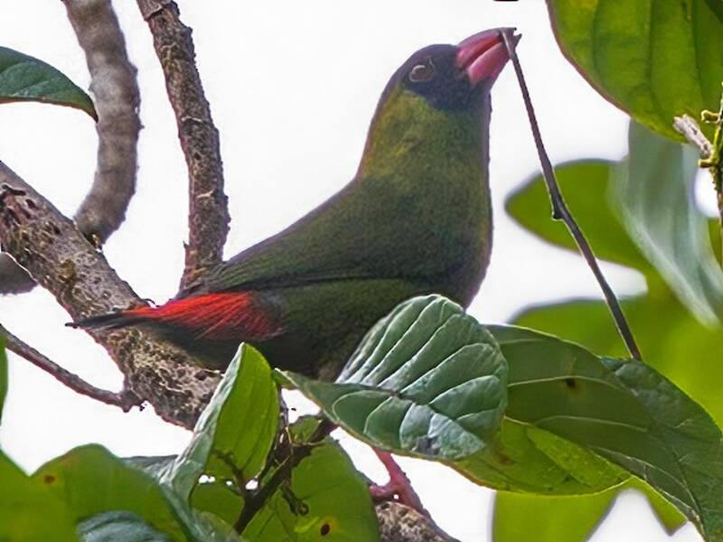 Pink-billed Parrotfinch, Photos 4