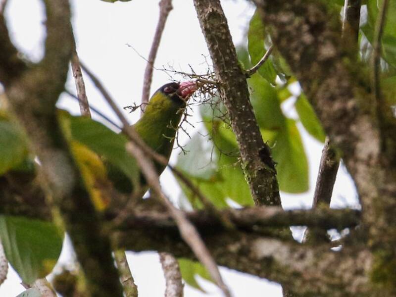 Pink-billed Parrotfinch, Photos 3