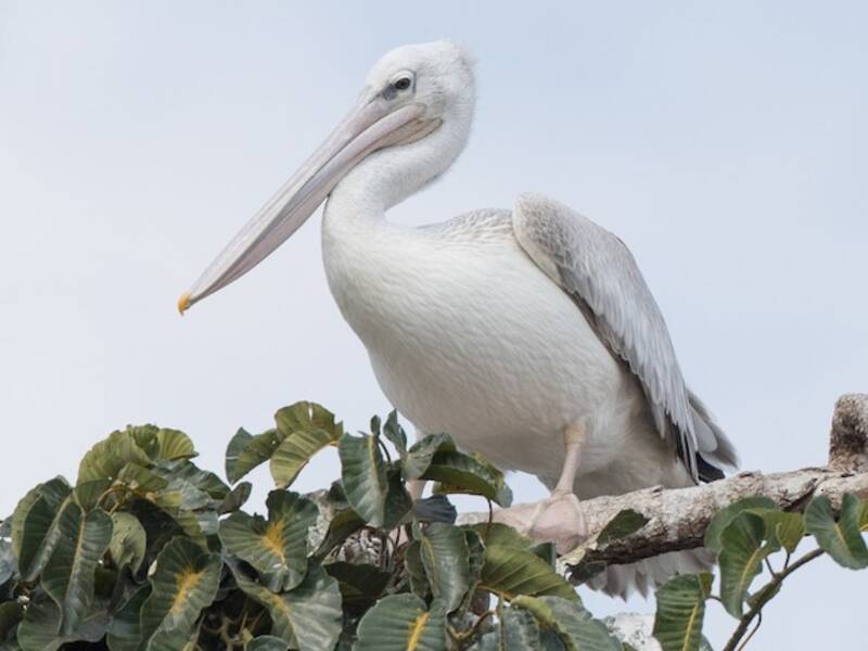 Pink-backed Pelican