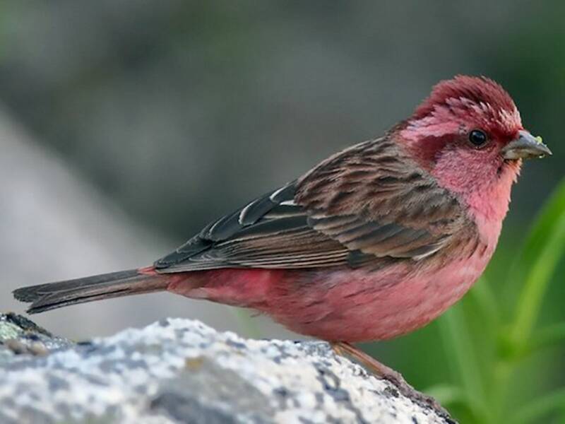 Pink-browed Rosefinch, Photos 4