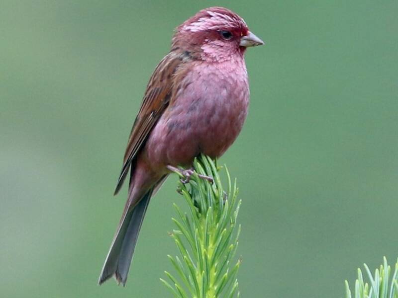 Pink-browed Rosefinch, Photos 3