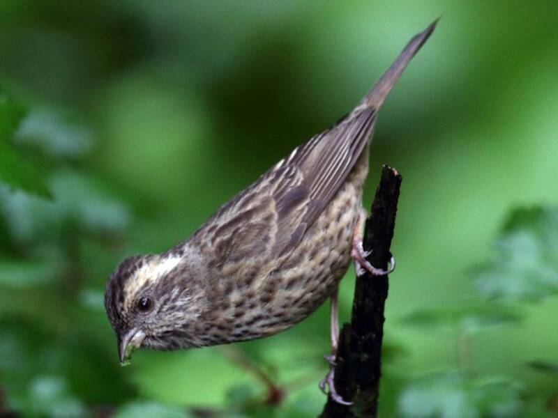 Pink-browed Rosefinch, Photos 2