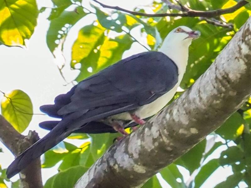 Pied Cuckoo-Dove, Photos 3