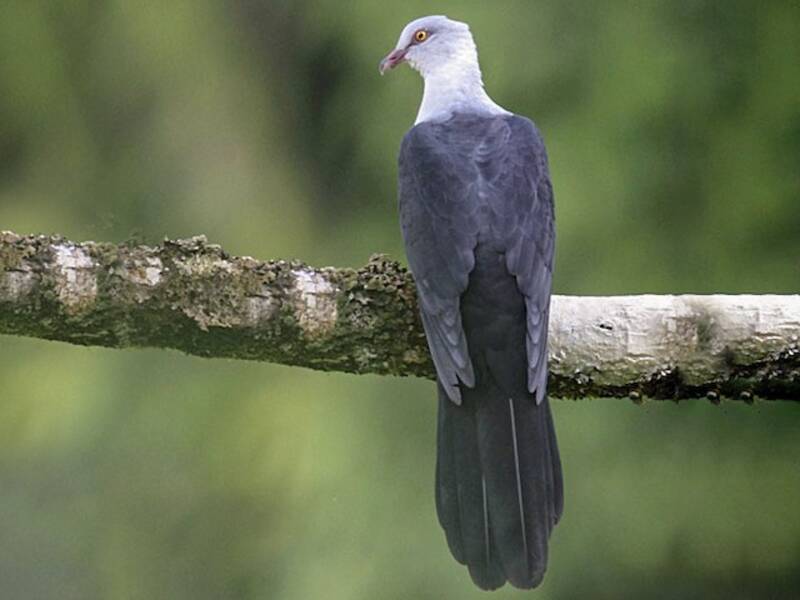 Pied Cuckoo-Dove, Photos 2