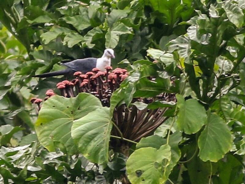 Pied Cuckoo-Dove, Photos 4