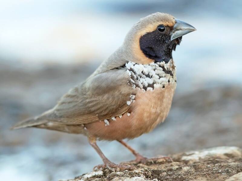 Munia pettorale, Foto 3