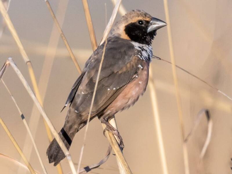 Munia pettorale, Foto 2
