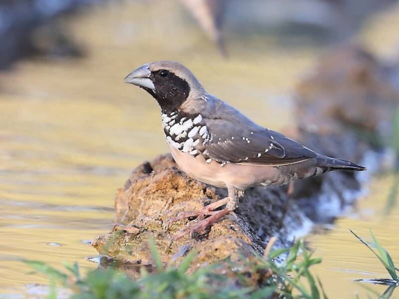 Munia pettorale
