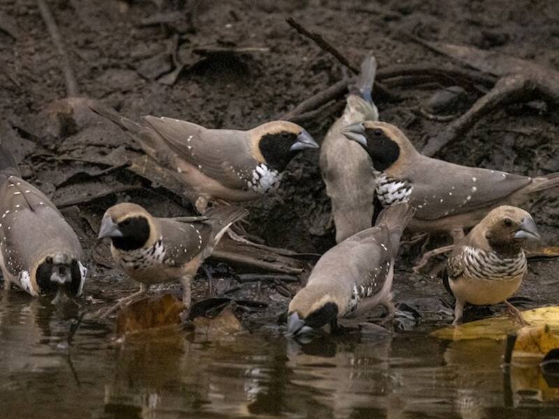 Munia pettorale, Foto 4
