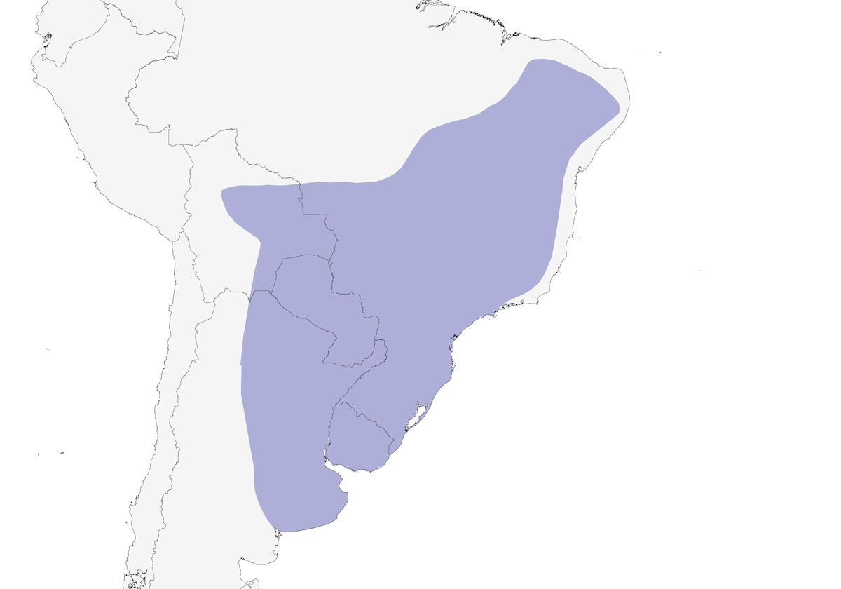 Paloma picazuro, Distribución 1