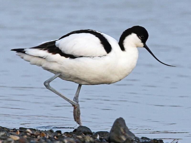 Avocetta