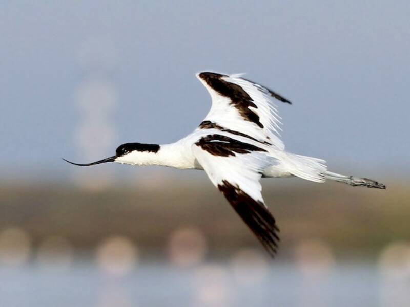 Avocetta, Foto 2