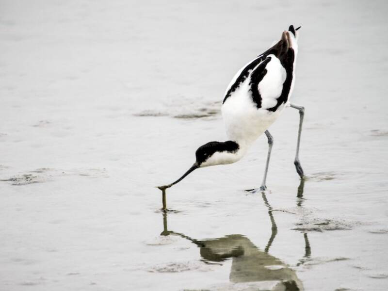 Avocetta, Foto 3