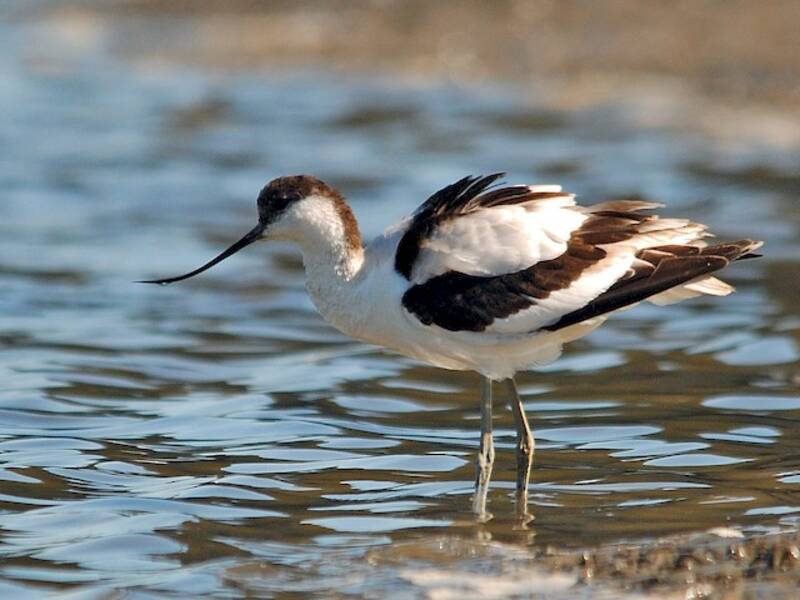 Avocetta, Foto 4