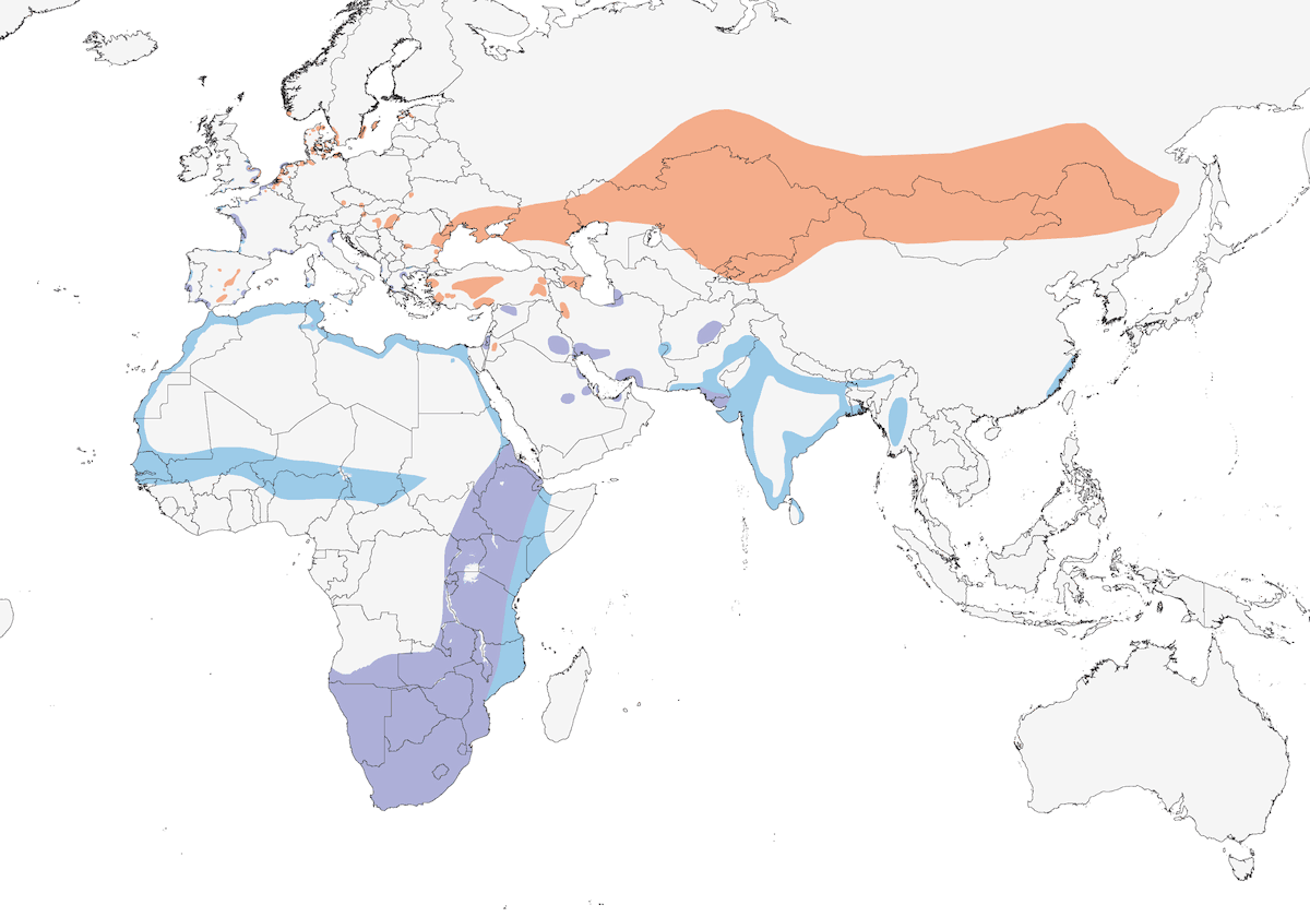 Avocetta, Distribuzione 1