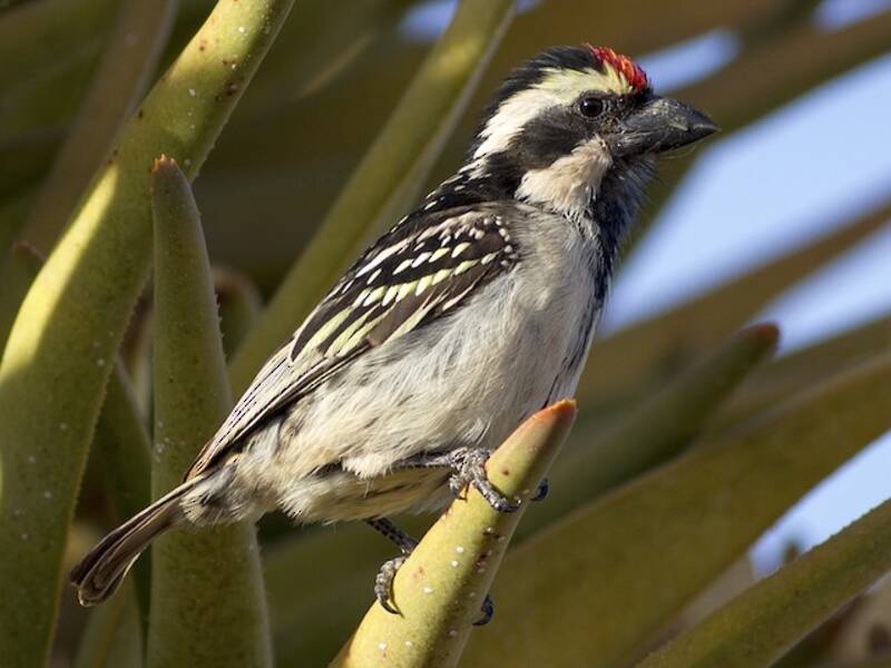 Pied Barbet, Photos 3