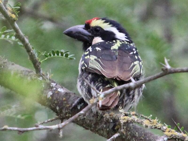 Pied Barbet, Photos 2