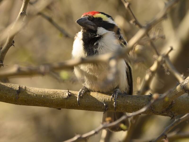 Pied Barbet
