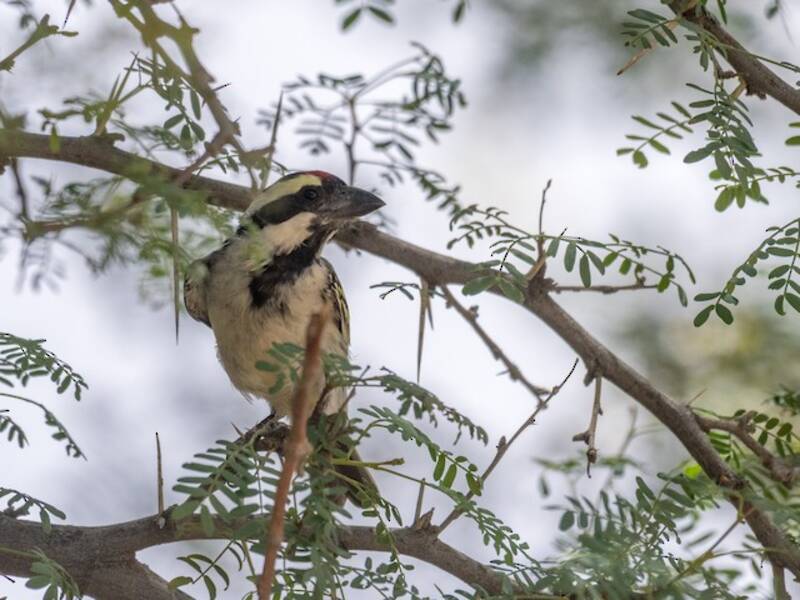 Pied Barbet, Photos 4