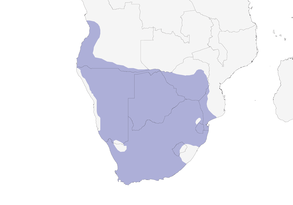 Pied Barbet, Distribution 1