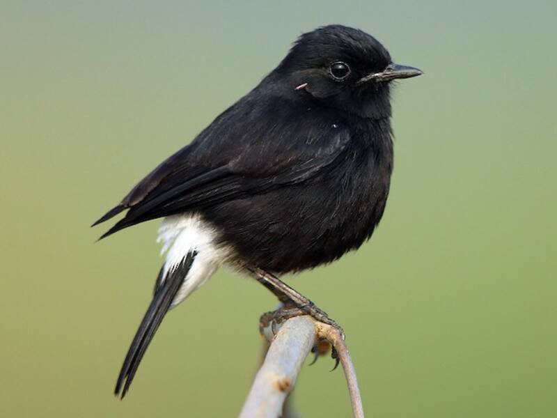 Pied Bushchat (Saxicola caprata)