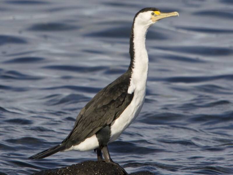 Cormoran varié, Photos 2