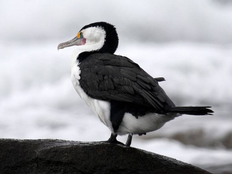 Cormoran varié, Photos 3