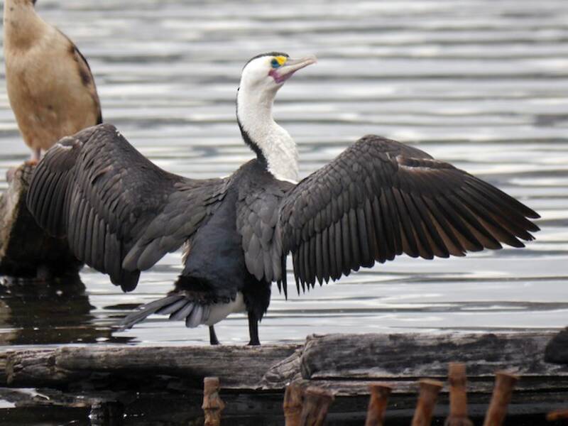 Pied Cormorant