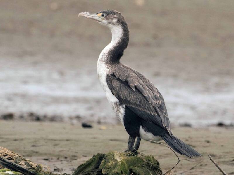 Cormoran varié, Photos 4