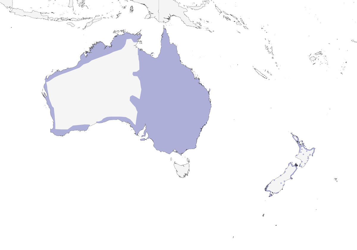 Cormoran varié, Distribution 1