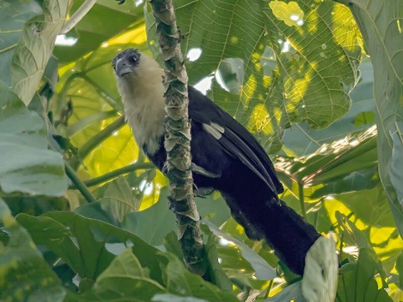 Cucal Pío, Fotos 4