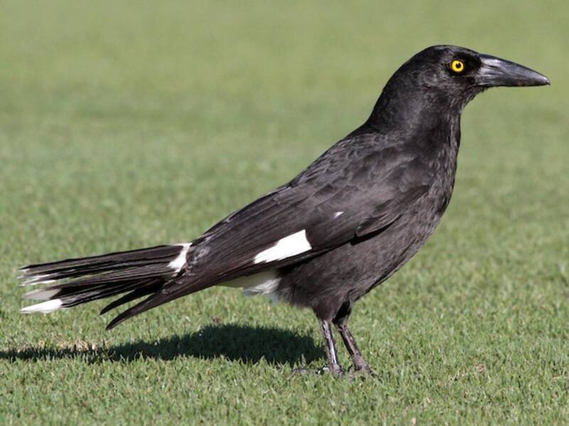 Currawong pío, Fotos 2