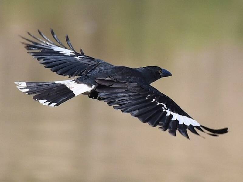 Pied Currawong (Strepera graculina)