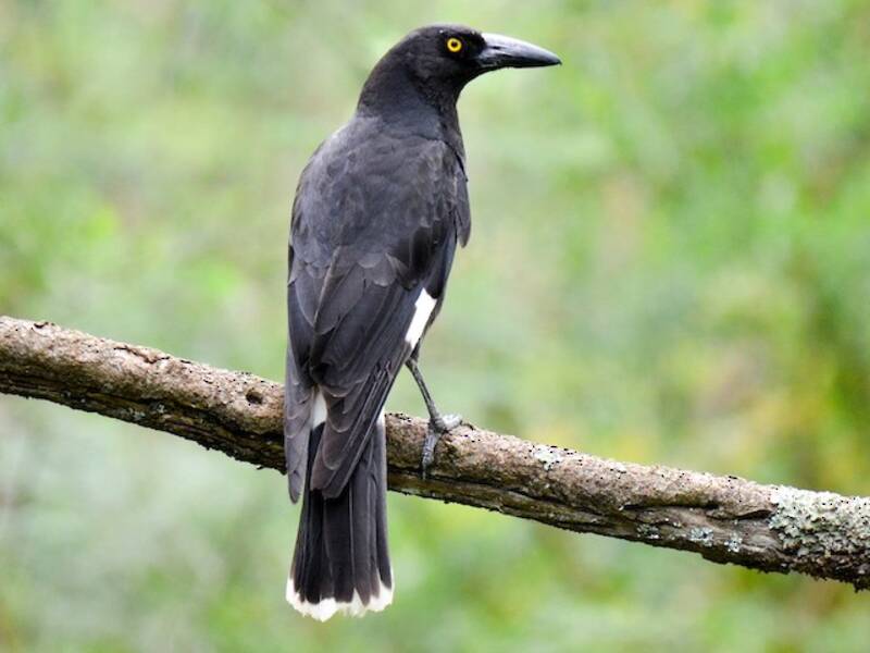 Currawong pío, Fotos 4