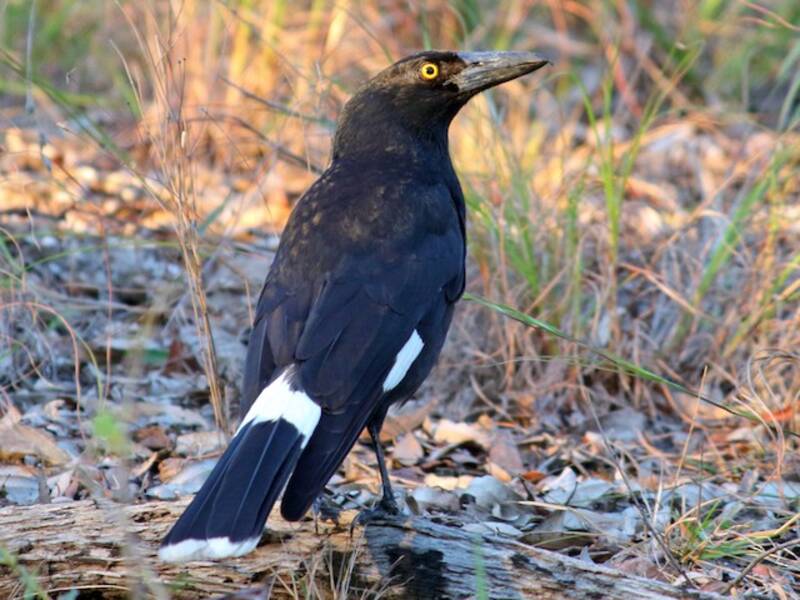 Currawong pío, Fotos 3