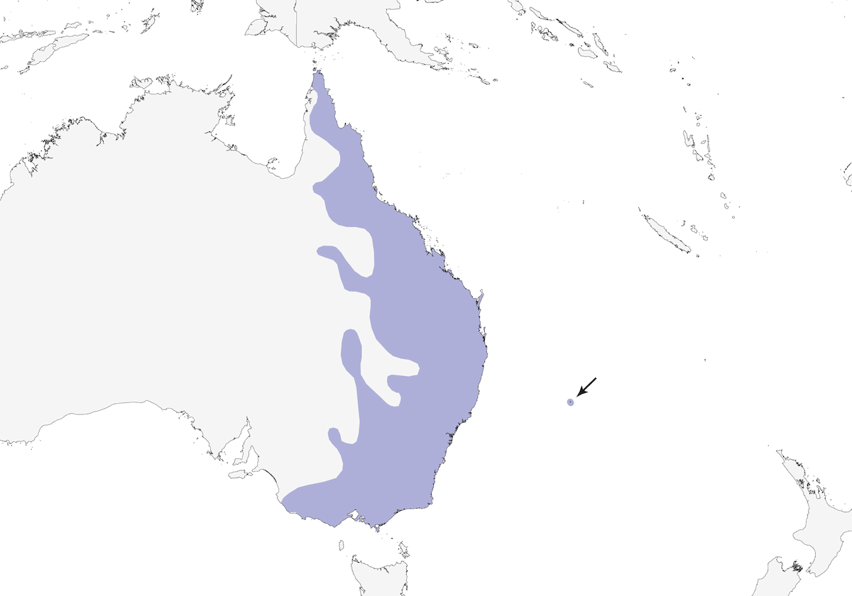 Currawong pío, Distribución 1