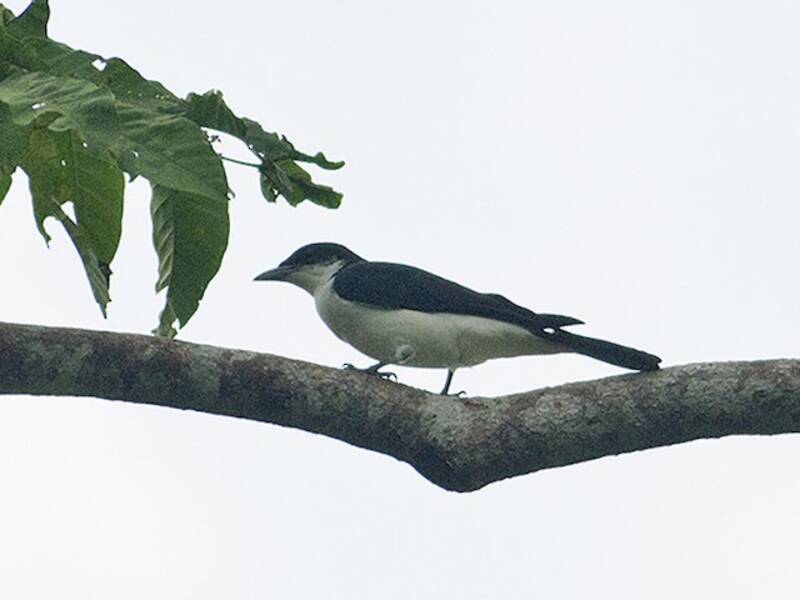 Oruguero Bicolor, Fotos 4