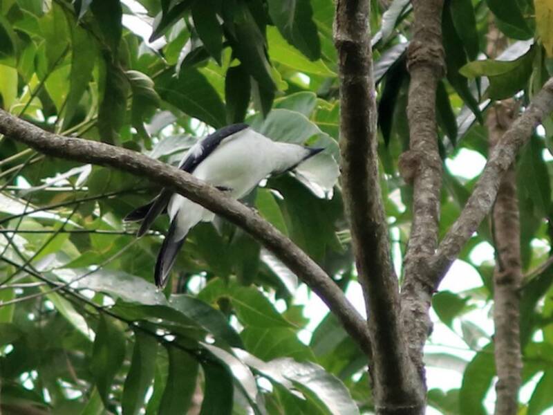 Oruguero Bicolor, Fotos 2