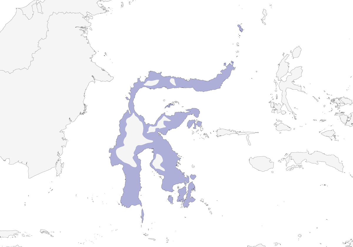 Oruguero Bicolor, Distribución 1