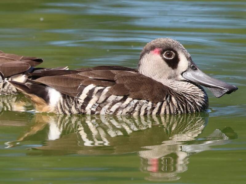 Canard à oreilles roses, Photos 3