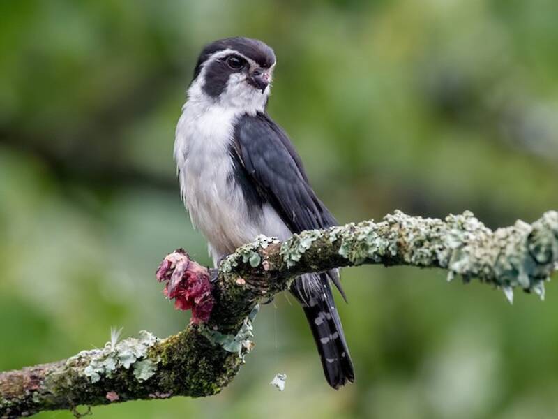 Falconetto bianconero