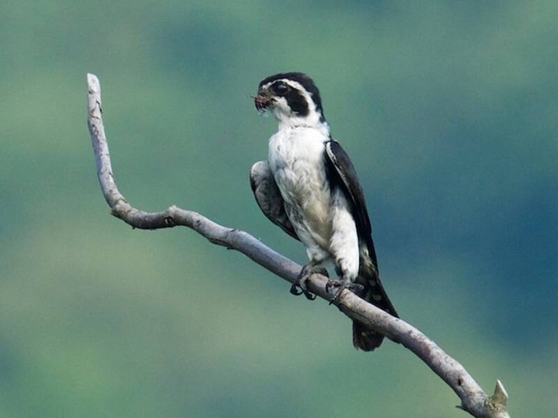 Pied Falconet, 照片 3