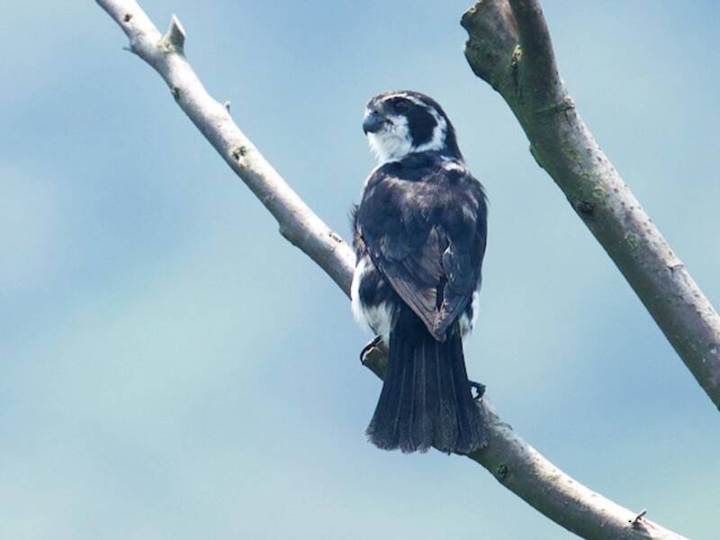 Pied Falconet, 照片 2